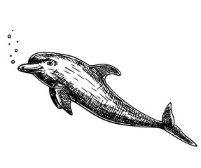 Hand drawn dolphin. Jumping dolphin isolated on white background. A bottlenose dolphin. illustration in sketch style © EVGENIY