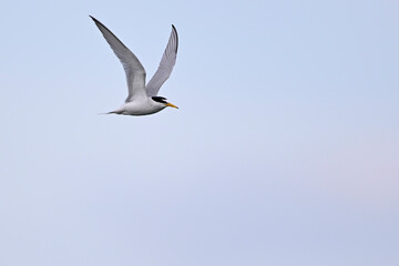 Zwergseeschwalbe // Little tern (Sternula albifrons) © bennytrapp