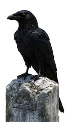 Fototapeta premium Gothic Raven Perched on Cracked Gravestone with Ominous Presence