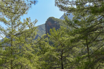 Mountain landscape with deep steep gorges covered with sparse forest