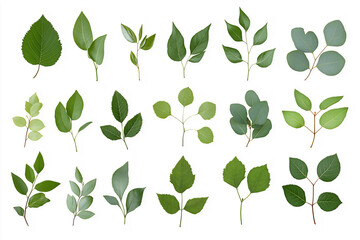 Delicate foliage variety