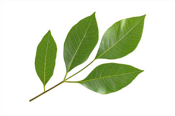 Obraz premium Large single leaf stem