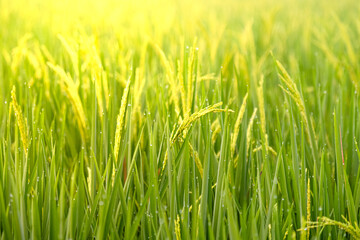 morning in the rice field. Green plantation scenery. dew blur in the countryside rice field. 