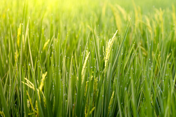 morning in the rice field. Green plantation scenery. dew blur in the countryside rice field. 