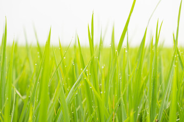 morning in the rice field. Green plantation scenery. dew blur in the countryside rice field. 