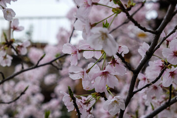 Pink sakura flower blossom bloom on tree branch winter season