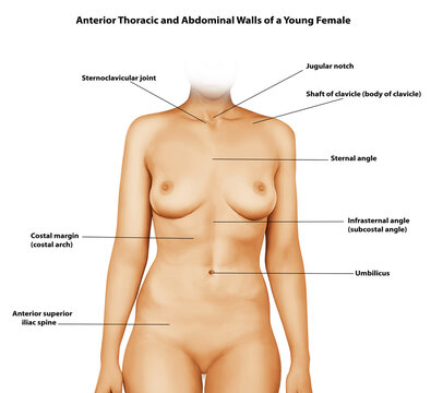  Anterior Thoracic and Abdominal Walls of a Young Female 