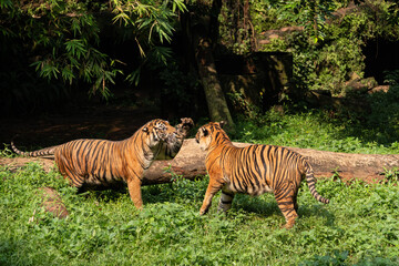 two tigers lay down on grass at the zoo,  