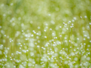 秋の湿原に佇むシラタマホシクサの美しい風景