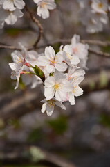 cherry blossom in spring