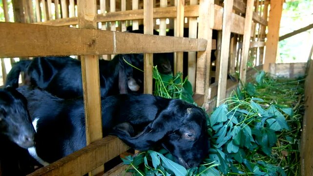 Javanese goat eating leaves in the cage,black goat