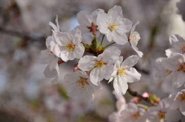 tree blossom