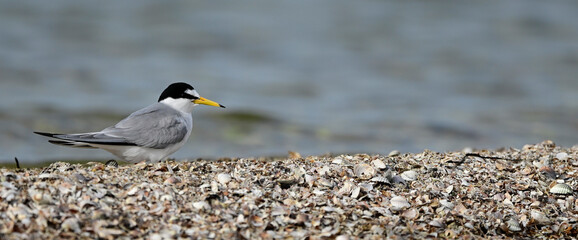 Zwergseeschwalbe // Little tern (Sternula albifrons)