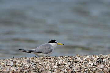 Zwergseeschwalbe // Little tern (Sternula albifrons)