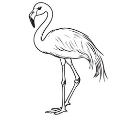 Illustration of a flamingo, Flamingo vector, Outline of a flamingo