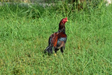 Rooster on green grass in a farm. Aseel chicken breed popular in India and Pakistan as game bird.	