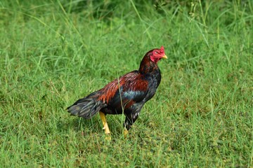 Rooster on green green in a farm. Aseel chicken breed.