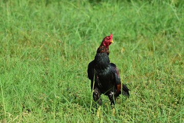 Rooster on green grass in a farm.