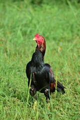 Portrait of a rooster standing on green grass. Aseel chicken breed.