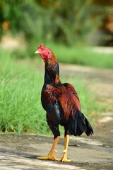 rooster portrait in a sunny day. Aseel chicken breed popular in India and Pakistan as game bird.	
