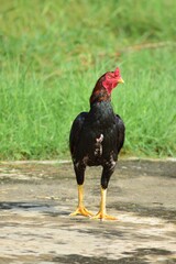 Rooster in a farm. Popular aseel chicken breed.