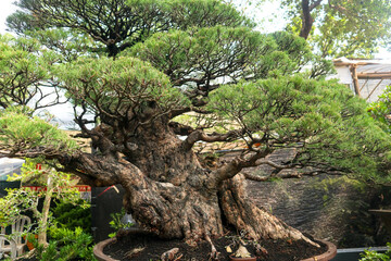 Bonsai is a plant or tree that is dwarfed in a shallow pot with the aim of making a miniature of the original form of a large, old tree in nature. 