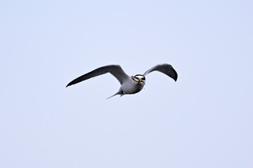 Zwergseeschwalbe // Little tern (Sternula albifrons)