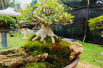 Bonsai is a plant or tree that is dwarfed in a shallow pot with the aim of making a miniature of the original form of a large, old tree in nature. 