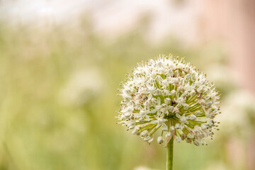 onion head with flowers. Round flowers, ripe onion seeds.