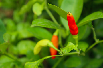 Red chilli plant in the garden. It looks so hot