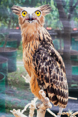 A close up of a Eurasian eagle owl perched on a branch and staring forward. The eyes are penetrating the viewer.