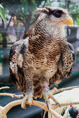 A close up of a Eurasian eagle owl perched on a branch and staring forward. The eyes are penetrating the viewer.
