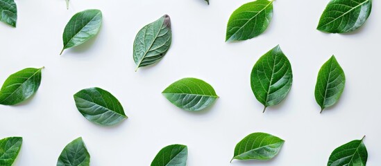 Flat Lay Of Green Leaf With White Background Background Design Leaves Background