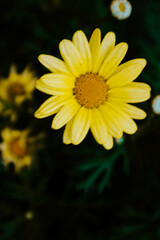 Yellow daisy flower in the garden looks beautiful