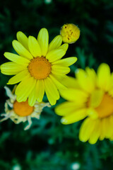 Yellow daisy flower in the garden looks beautiful