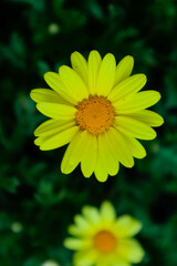 Yellow daisy flower in the garden looks beautiful