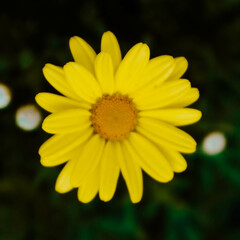 Yellow daisy flower in the garden looks beautiful