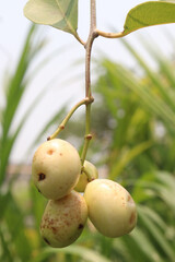 Syzygium jambos on plant in nursery