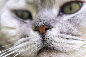 Close-up of a cat's muzzle. Scottish cat with green eyes.