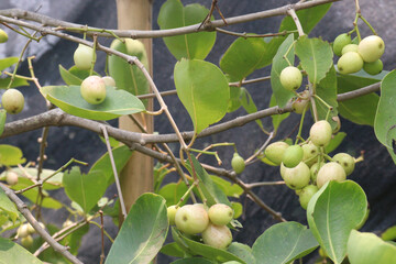 Syzygium jambos on plant in nursery