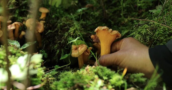 Chanterelle mushrooms growing in forest