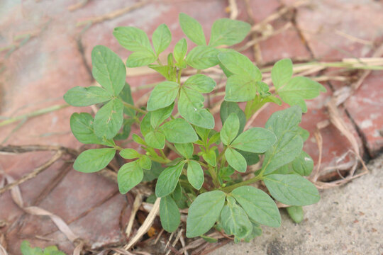 cleome rutidosperma leaf plant on farm