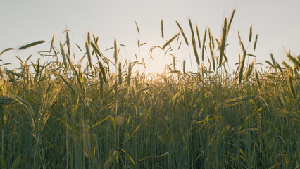 Green Wheat Sprouts On Field. Detail Young Wheat Plants. Green Young Wheat In Spring Season In...