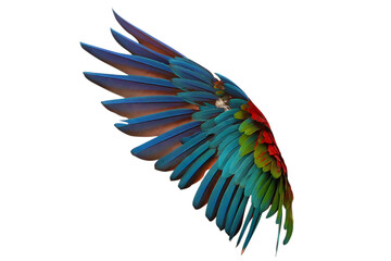 Fototapeta premium Brightly colored wing of Green Wing Macaw parrot isolated on transparent background png file