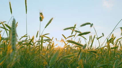 Naklejka premium Young Wheat Sprouts. Ears Of Wheat Are Slowly Swaying In Wind. Agricultural Field With Green Wheat In Spring Season. Lush Wheat Grows In Agricultural Field. Slow motion.