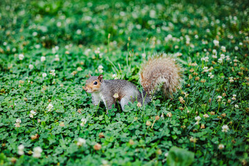 squirrell running and eating grass in daylight green park