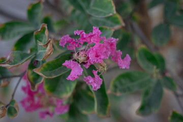 flowers in the garden