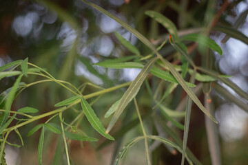 leaves in the garden