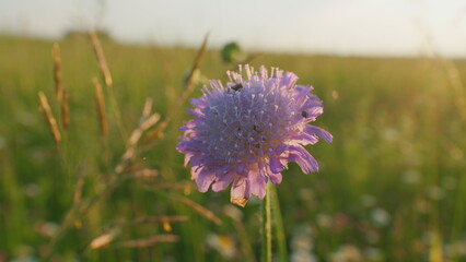 Purple Flowers Of Knautia Arvensis. Blooming Flowers Of Knautia Arvensis. Pink Scabious Flower Or Knautia Arvensis Growing. Close Up.