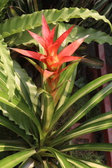 Obraz premium guzmania lingulata flower plant on nursery